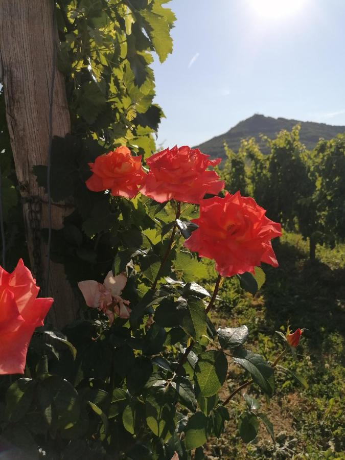 Posestvo Rouna - Winery And Apartments Випава Экстерьер фото